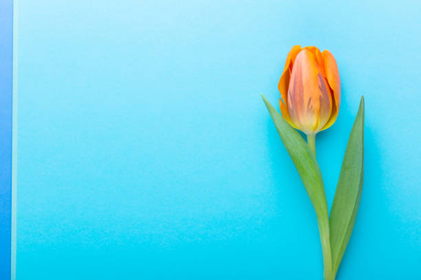 istock Orange tulips on the pastel background. 1431309692