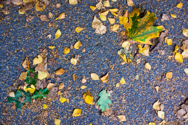 istock fallen yellow leaves on the asphalt in the rain 1431310478