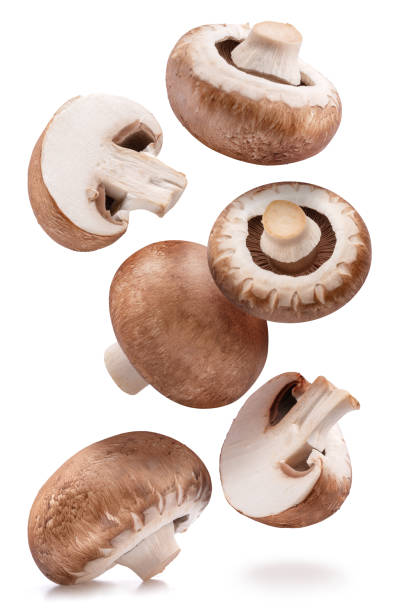공기 샴피뇽 버섯과 샴피뇽 버섯 조각에서 흰색 배경에 고립 된 비행. - edible mushroom 뉴스 사진 이미지