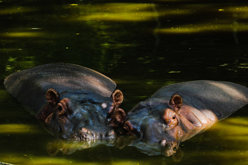 So adorable hippocampus couple