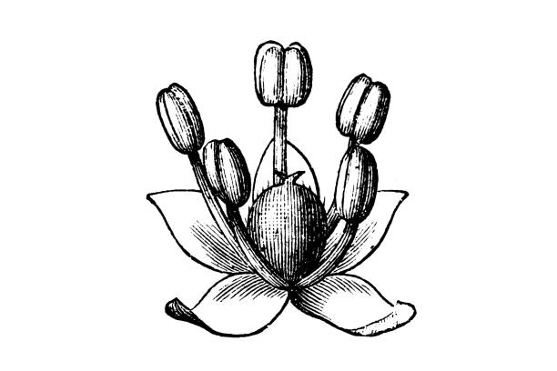 chenopodium quinoa pflanze - wildflower botanical garden botany flower stock-grafiken, -clipart, -cartoons und -symbole
