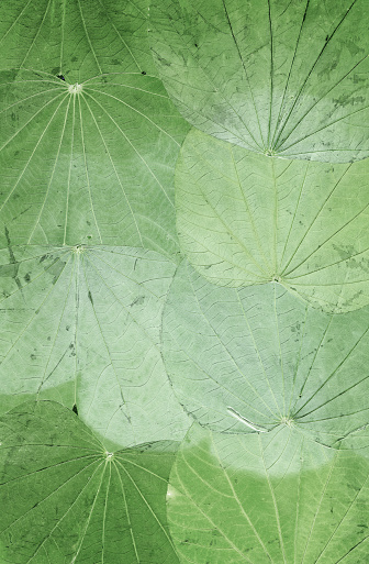 Abstract green leaf background texture