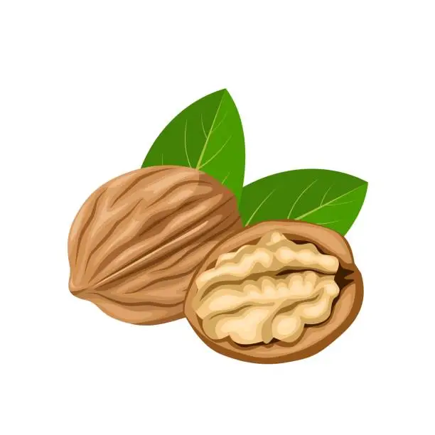 Vector illustration of Walnut