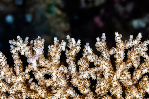 The genus Acropora has the largest number of species of all the hard corals, and they are among the important building blocks of a reef. Larger colonies are more commonly seen on undisturbed and remote reefs. Many species grow into branching forms that give rise to common names like 