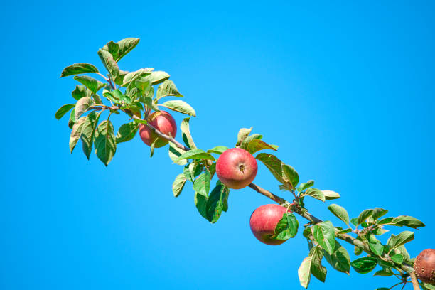 pomme rouge - autuum photos et images de collection