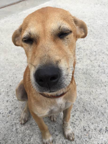 istock dog sitting with eyes closed 1431319596