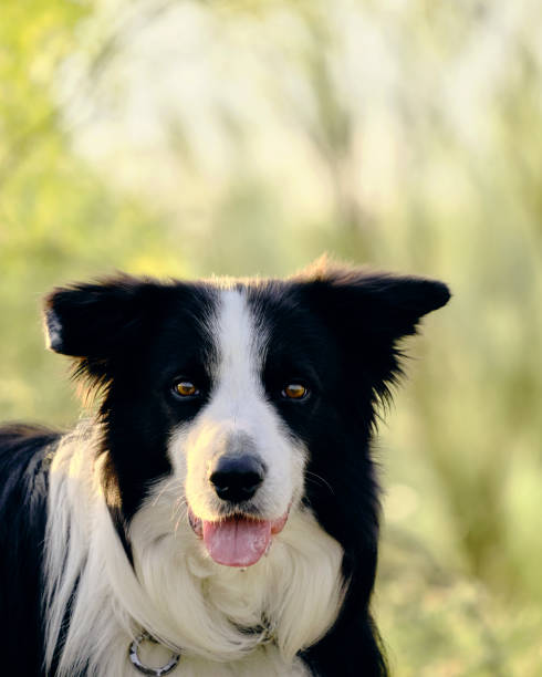 istock Border Collie Dog with tongue out green grass on background and copy paste space 1431321481