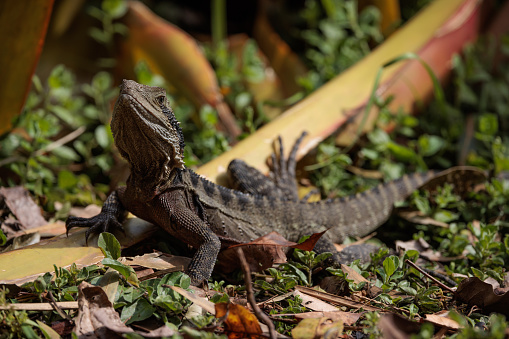 An Australian Frilled Lizard, Chlamydosaurus kingii, resting in the morning sun.