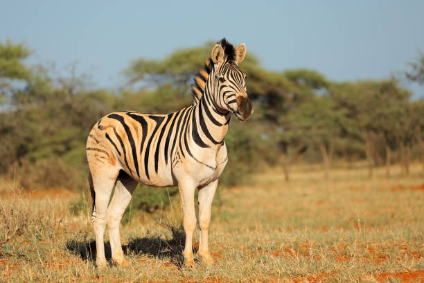 A plains zebra (Equus burchelli) in natural habitat, Mokala National Park, South Africa stock photo