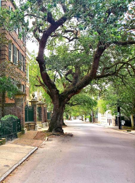 istock Street and Sidewalk Yield to Tree 1431324998
