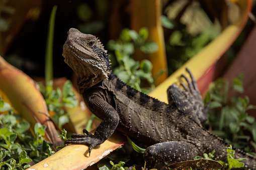 An Australian Frilled Lizard, Chlamydosaurus kingii, resting in the morning sun.