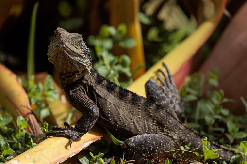 An Australian Frilled Lizard, Chlamydosaurus kingii, resting in the morning sun.