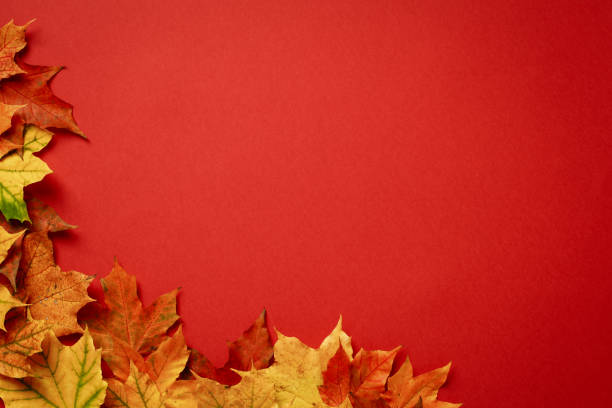 istock Autumn composition. Maple leaves corner on red background. Flat lay, top view, copy space 1431329888