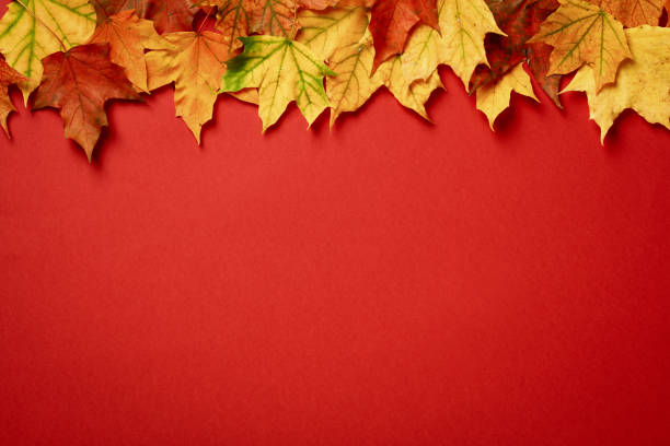 istock Autumn maple leaves frame on red background. Flat lay, top view. 1431329963