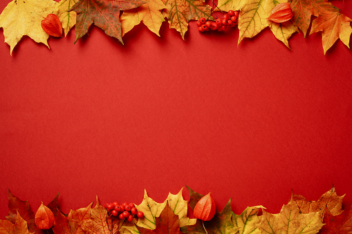 Autumn frame. Colorful maple leaves on red background. Autumn, fall, Thanksgiving banner design.