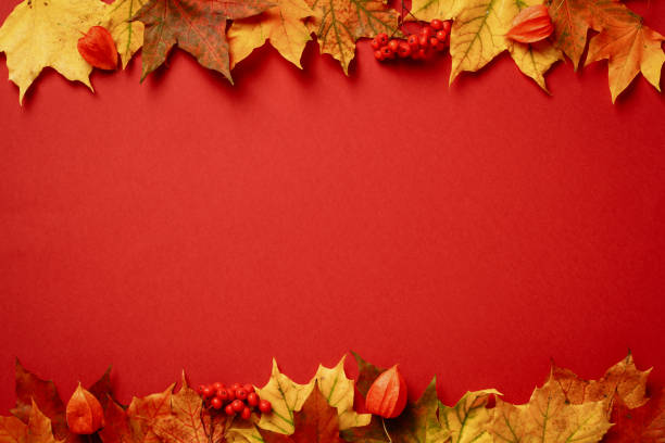 Autumn frame. Colorful maple leaves on red background. Autumn, fall, Thanksgiving banner design. stock photo