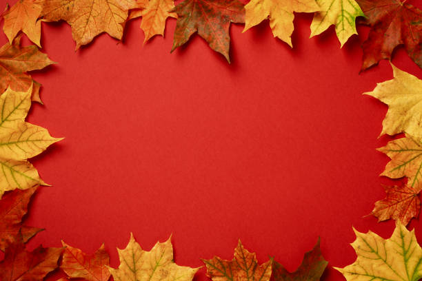 istock Autumn flat lay composition. Frame of different maple leaves on red background. 1431330409