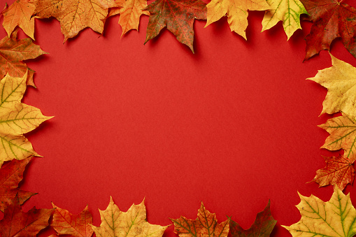 Autumn flat lay composition. Frame of different maple leaves on red background.