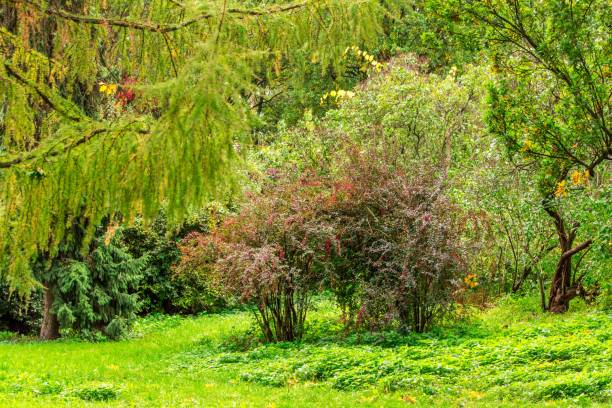 istock Nature autumn landscape in cloudy weather 1431331195