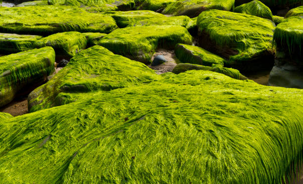 formacje skalne whitley bay - scenics coastline uk moss zdjęcia i obrazy z banku zdjęć