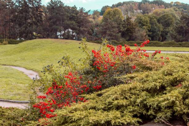istock Nature autumn landscape in cloudy weather 1431332680