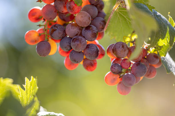 istock Vineyard in the agricultural field 1431333377