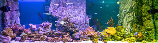 istock Panoramic aquarium with tropical fish and corals 1431333554