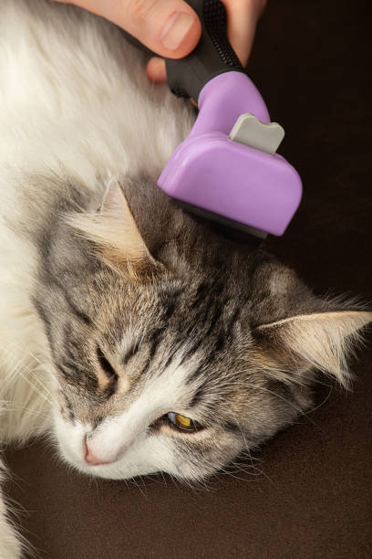 istock woman grooming cat 1431336052