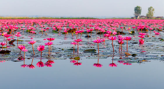 Many blooming lotuses on the lake in the Ban Bua Daeng,Nonghan  Udon Thani , picture of beautiful lotus flower field at the red lotus Panorama View.