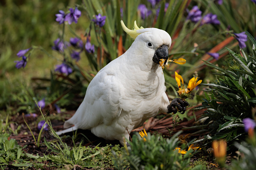 Sulphur crested cockatoo on the ground, eating.