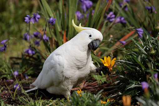 Sulphur crested cockatoo in a garden, eating flowers.
