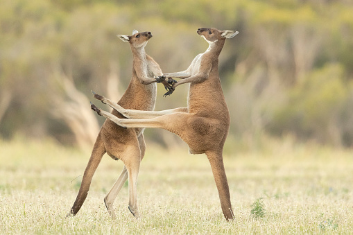 Western Grey kangaroo males (Macropus fuliginosus) kicking one another during a fight for mating rights. The male kangaroo uses its strong tail as support so he can kick his opponent with his hind legs. Fortunately for the other male, the kangaroo on the right misjudged the kick and missed him altogether.