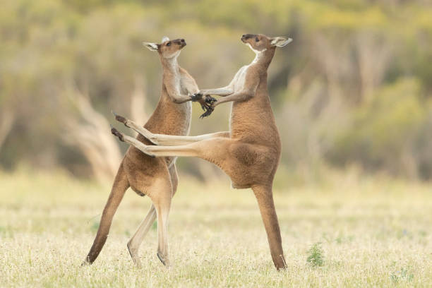 Fighting kangaroos Western Grey kangaroo males (Macropus fuliginosus) kicking one another during a fight for mating rights. The male kangaroo uses its strong tail as support so he can kick his opponent with his hind legs. Fortunately for the other male, the kangaroo on the right misjudged the kick and missed him altogether. kangaroos fighting stock pictures, royalty-free photos & images