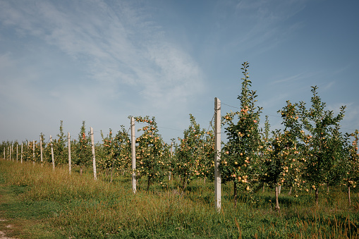 Springtime in the orchard with old apple trees in a meadow and cows in the distant background.