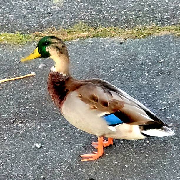 istock A male Mallard duck 1431340981