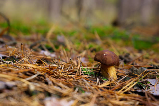 Single alone brown fungus growing in the forest between dry pine needels. Edible bay bolete mushroom in autumn scenery in the nature. Small Imleria badia mushroom often found in Central European forests growing next to dry leaves and pine needels. needels stock pictures, royalty-free photos & images