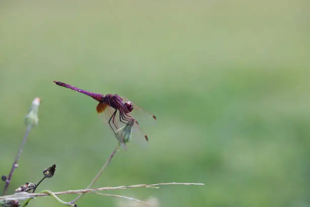 Photo of Image of a dragonfly (Trithemis aurora) on nature background. Insect Animal with copy space