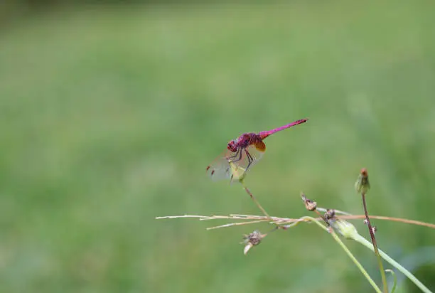 Photo of Image of a dragonfly (Trithemis aurora) on nature background. Insect Animal with copy space