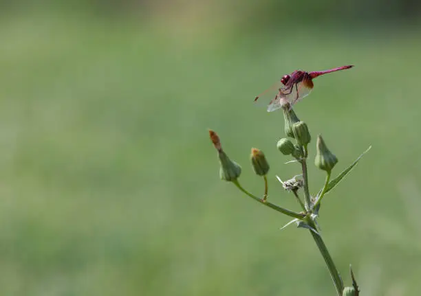 Photo of Image of a dragonfly (Trithemis aurora) on nature background. Insect Animal with copy space