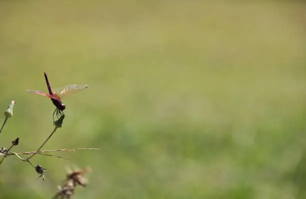 Photo of Image of a dragonfly (Trithemis aurora) on nature background. Insect Animal with copy space