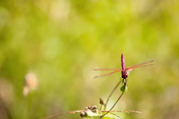 Photo of Image of a dragonfly (Trithemis aurora) on nature background. Insect Animal with copy space