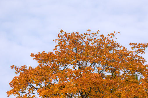 autumn foliage of a maple against the sky