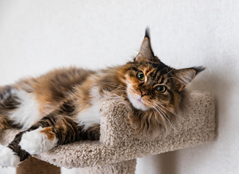 Charming Maine coon cat looking at the camera on a cat tree near the light wall of the house. Scratching post.
