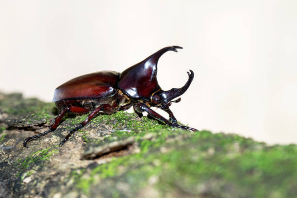 Horn beetle on white background. Trypoxylus dichotomus Horn beetle on white background. Trypoxylus dichotomus hercules beetle stock pictures, royalty-free photos & images