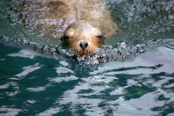 retrato de una foca común nadando en aguas azules verdes - foca fotografías e imágenes de stock