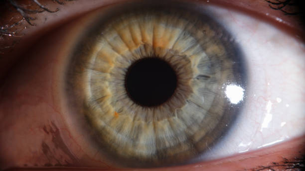 istock Closeup of red damaged or irritated eye 1431346512