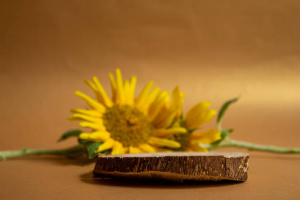 Cosmetic advertising. Wooden podium or showcase with sunflowers. Presentation background for perfume and cosmetic products. Front view.