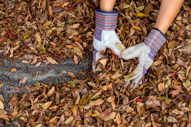 istock Hands in gloves grabbing dry leaves 1431347585