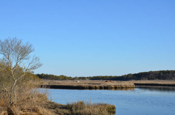 istock a lake or river with brown grasses and shore 1431347649