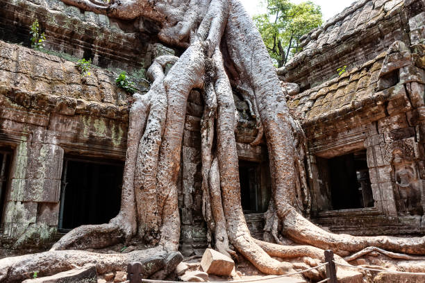 die wurzeln der bäume sprossen in die ruinen des tempels ta prom angkor wat in siem reap, kambodscha. - cambodia traditional culture ancient angkor stock-fotos und bilder